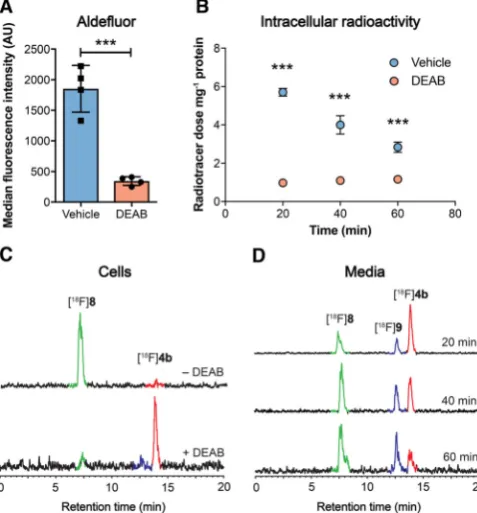 Figure 4. Detection of ALDH activity in HCT116 mut cells. A) ALDH activity inALDH-mediated trapping of Aldefluor and detection by flow cytometry