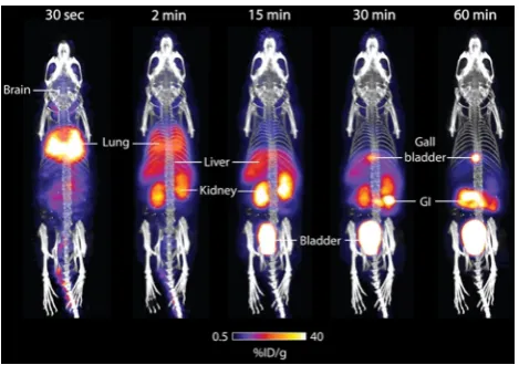 Figure 5. PET/CT maximum intensity projections of [18F]4b in a healthy balb/c mouse. Representative time course images are shown to illustrate [18F]4bpharmacokinetics