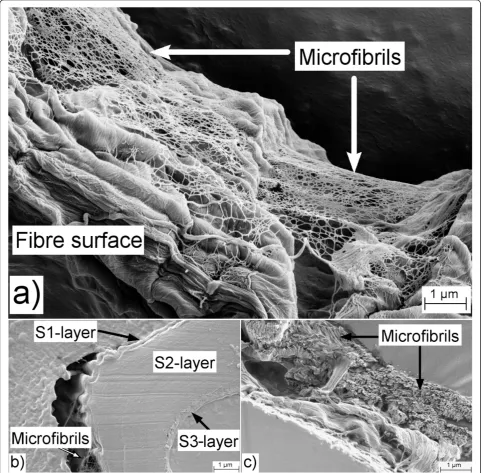Figure 1 Structure of wood pulp fibresshowing the S1, S2 and S3 layers. (. (a) Note the network of microfibrils covering the outer wall layer