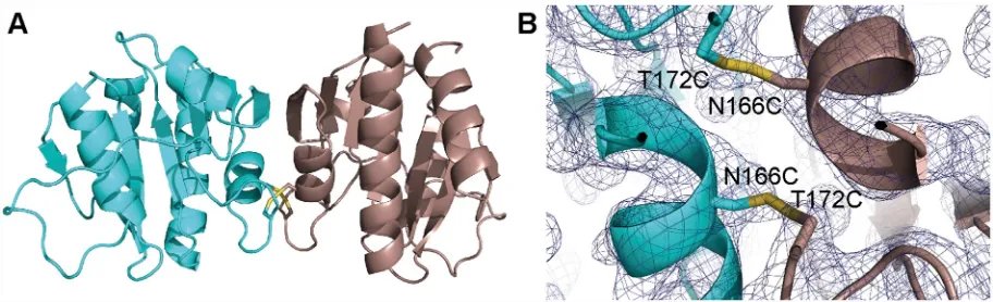 Fig 2. Structure of the DacACD-C variant. (A) X-ray structure of the DacACD-C variant