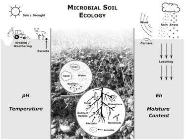Figure 1.  Microbial soil ecology. Pictorial representation of factors determining distribution of bacterial and fungal microorganisms in soil