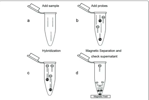 Figure 1 The rationale of QDs and superparamagnetic nanoparticle-based hybridization.
