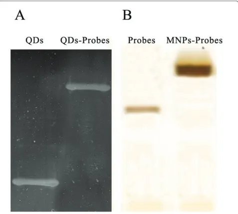 Figure 5 SDS-PAGE results of QDs and superparamagnetic nanoparticles.