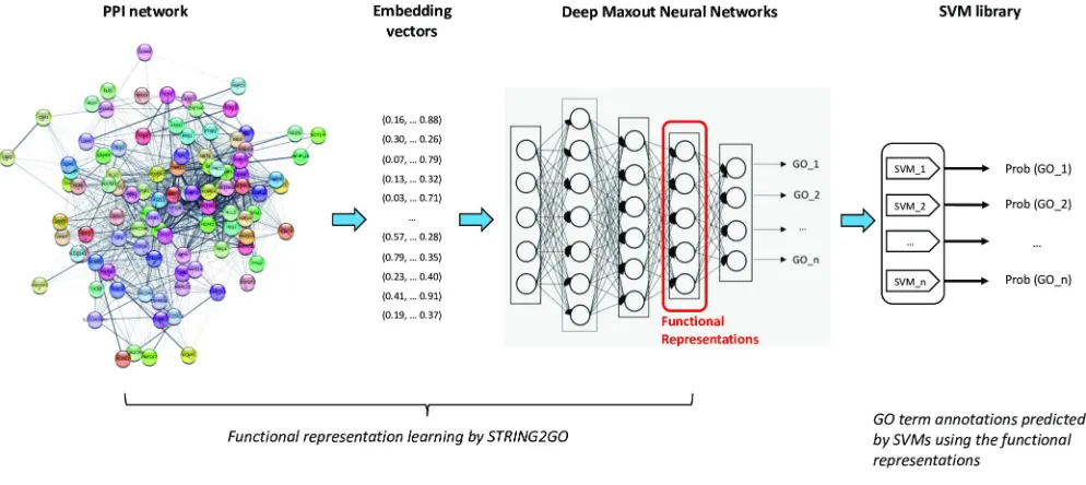 Fig 1. Flow-chart of STRING2GO-based protein function prediction method.