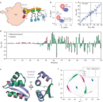 Figure 1. RDC measurement and analysis of ribosome-bound and free bL12 aligned in Pf1 phage