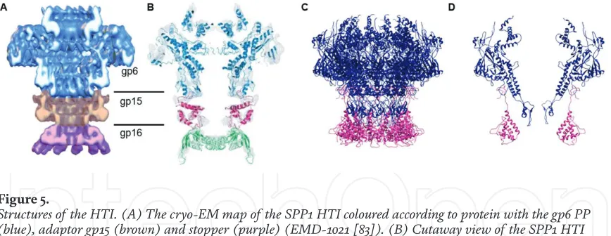Figure 5. Structures of the HTI. (A) The cryo-EM map of the SPP1 HTI coloured according to protein with the gp6 PP 