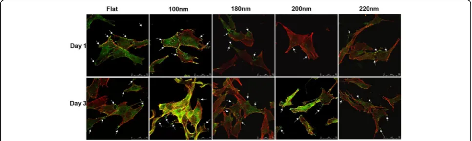 Fig. 4 Immunofluorescence staining of cells cultured on various nanoporous stainless steel artificial microenvironments