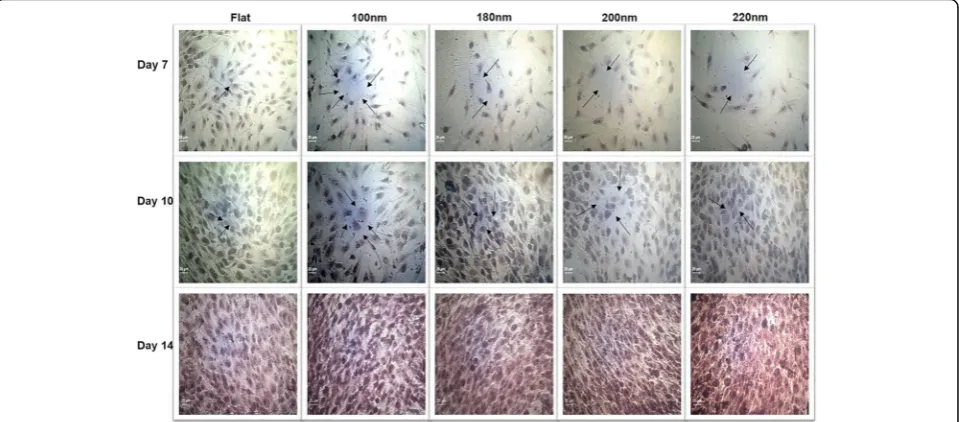Fig. 8 Statistical analysis of alizarin red S staining and ALP assay in MG63 osteoblasts cultured over different nanoporous artificialmicroenvironments