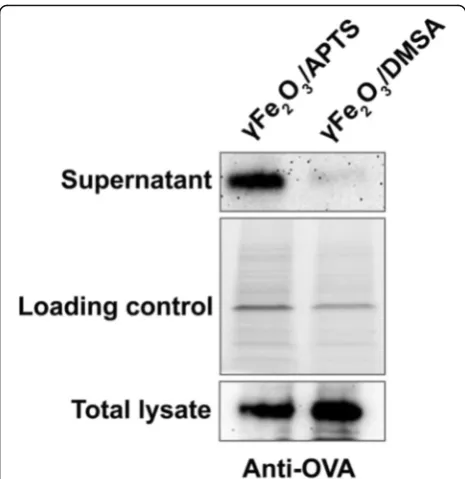 Fig. 8 OVA expression in the cytosol and total lysate of DC