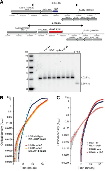 Figure 5. Theperpendicular marks,tfeB tfeB gene encoding TFE� is non-essential in H. volcanii
