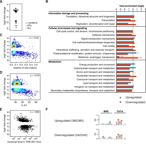 Figure 6. Deletion of tfeB leads to widespread misregulation of transcription. (A) log2-fold change in relative transcript abundance (Padj < 0.01) of genescoding for the basal translation machinery, ribosomal proteins (black), translation initiation factor