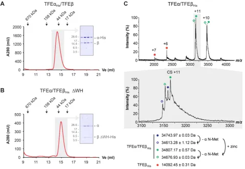 Figure 2. Hvo TFE� and TFE� form a dimeric complex in the absence of an FeS cluster. (A and B) Size exclusion chromatography of TFE�His/TFE� (A)and TFE�/TFE� �WHHis (B) on a superose 12 h 10/30 column