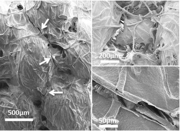 Figure 5. SEM images of a PAAE+CNF treated canvas after tensile test measurement showing 