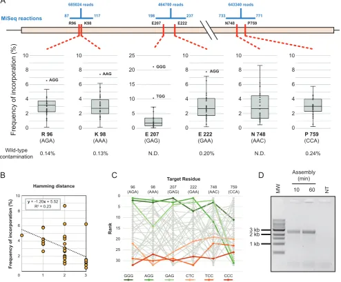 Figure 4. Darwin assembled T7 RNA polymerase library. Sequencing of three separate regions of the assembled gene were used to determine the assembleddiversity in the targeted codons (A)