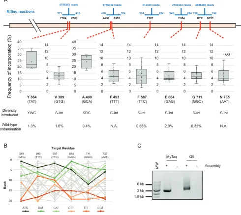 Figure 5. Darwin assembled TgoT DNA polymerase library. (used against Y384) or ‘small intelligent’ (S-int) diversity (NDT, VMA, ATG and TGG oligonucleotides mixed in a 12:6:1:1 ratio)
