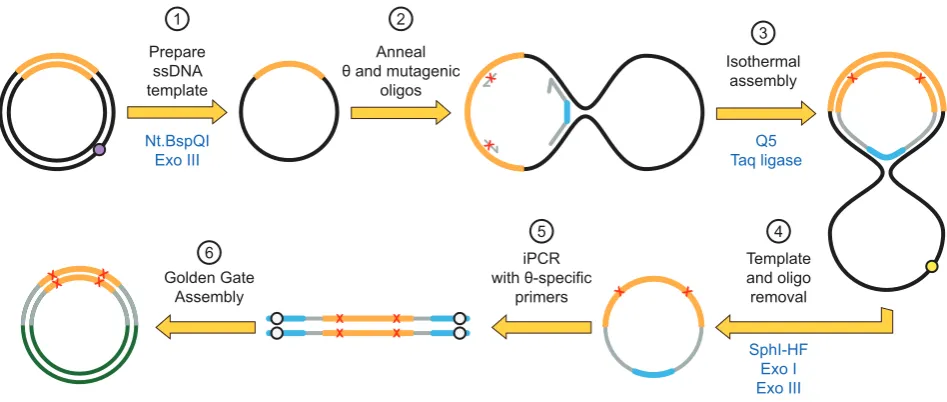 Figure 2. Darwin Assembly using a � oligonucleotide. Here, a single � oligonucleotide is used in place of the two boundary oligonucleotides allowingenzymatic cleanup after the assembly reaction