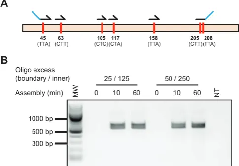 Figure 3. Whole gene codon reassignment. Codons targeted for reassign-bers are original codon sequences are shown