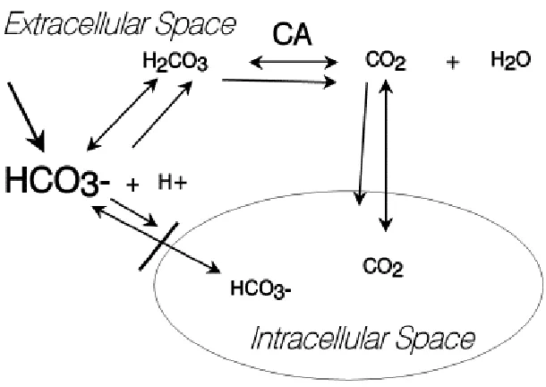 Figure 1: Schematic illustrating effects of sodium bicarbonate (HCO3-) administration into an   acidotic milleiu