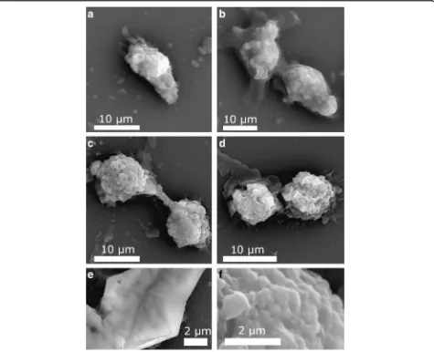 Fig. 5 SEM results for a control L929 cells and the cells interacted with b nanobeads, c nanoworms, and d nanospheres