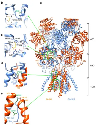 Fig. 1 Location of missense mutations in the GluN2B subunit.site (position taken from rat NMDAR structure; PDB: 4PE5).(PDB: 4PE5) and frog (PDB: 4TLL, 4TLM) crystal structures as templates (orange: GluN1, blue: GluN2B)