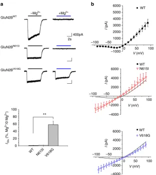 Fig. 4 Mgevident with GluN1generated by a voltage step protocol (frombargraph of glutamate currents (NMDARs are exposed to 102+ permeability and block of NMDARs