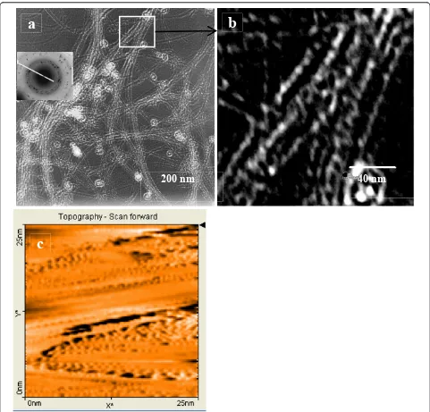 Figure 3 TEM images and STM image of Ag-SWCNT assemblies. The AgNO3 concentration used for the preparation of the dispersion is 1 ×10-5 M.