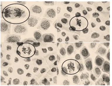 Figure 2. Dried preparations of onion meristem cells. А is forwarding in anaphase,  B is adhesion in metaphase, C is a bridge in anaphase, D is fragmentation in metaphase 