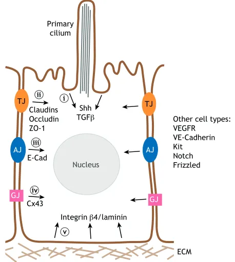 Fig. 2. Endocytosis in quiescent cells. Illustrated here are examples ofendocytosis of claudins, occludin and ZO-1 (also known as TJP1) is key toTJ maintenance