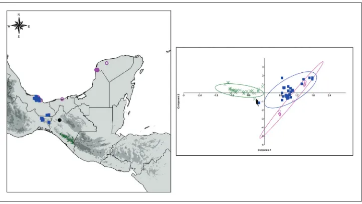 Figure 2. Distribution range and climatic preferences of Amphitecna loreae and related species