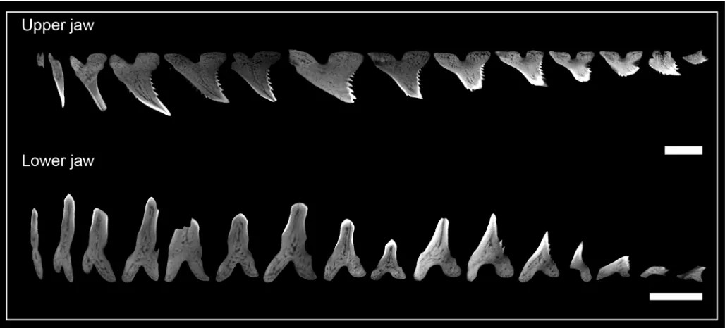 Table 3. Mineralization sequence in Hemipristis elongata. Table showing the degree of mineralization for every tooth within the tooth files LMC3 and LMC4