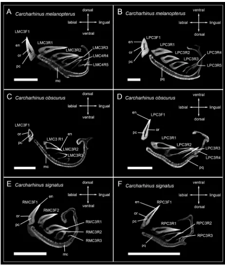 Fig 2. Micro-CT images of tooth series of sharks of the genus CarcharhinusLPC3mineralization in (A) LMC3 (lower jaw)