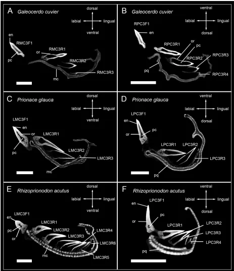 Fig 3. Micro-CT images of tooth series of the carcharhinid sharks Galeocerdo cuvier, Prionace glauca, and Rhizoprionodon acutus