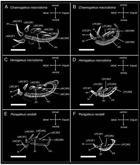 Fig 4. Micro-CT images of tooth series of sharks of the family Hemigaleidae. Tooth files showing the number of teeth, tooth stages andmineralization in (A) LMC3 (lower jaw) Chaenogaleus macrostoma, (B) LPC3 (upper jaw) Chaenogaleus macrostoma (CD042), (C) 