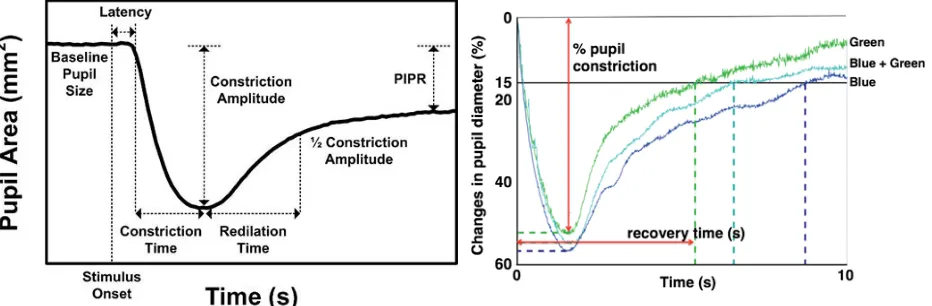 Figure 6. Changes in Japanese volunteers'  pupil diameter at separate and simultaneous 