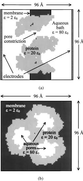 Figure 2.in a membrane, immersed in an electrolyte solution (potassium chlo-ride) showing (a) longitudinal and (b) cross-sectional slices throughthe 3-D computational domain generated on a uniform rectilineargrid (1.5 PROPHET mesh representation of the omp