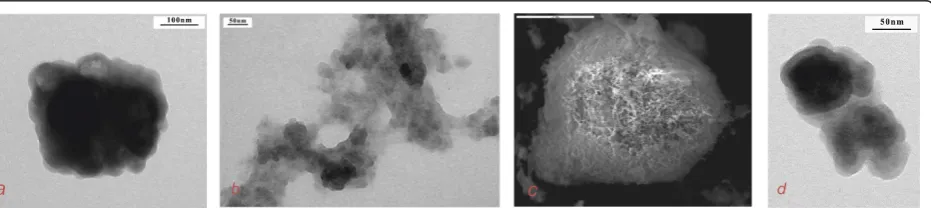 Figure 1 Microphotos of Ti silicates. (a) Silica obtained by base catalysis (TEM), (b) silica obtained by acid catalysis (TEM), (c) Ti0.03Si0.97O2obtained by base catalysis (SEM), and (d) Ti0.03Si0.97O2 obtained by base catalysis (TEM).