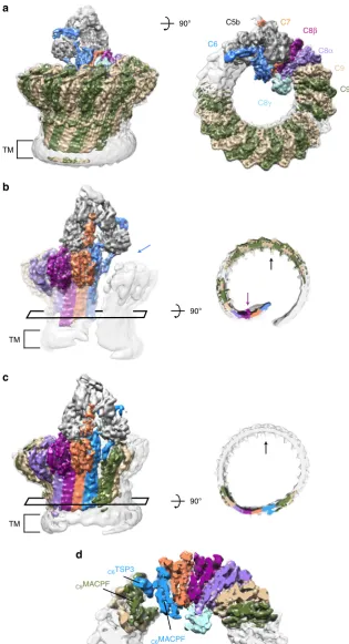 Fig. 1 CryoEM structures of MAC reveal conformationallumen of the barrel. Purple arrow indicates density for N-linked glycosylation of C8overlaid with subvolume reconstructions of the asymmetric, hinge and C9 oligomer regions (colored according to protein 