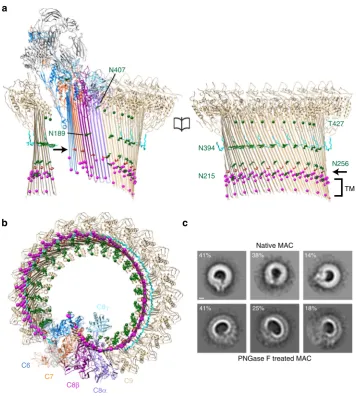 Fig. 2 Glycans provide structural support for a giant β-barrel. Molecular model for the open conformation as viewed from within the β-barrel (a) and fromthe membrane (b)