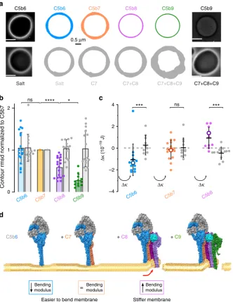 Fig. 4 Flicker spectroscopy informs a biophysical timeline of pore formation.comparing a Phase contrast light microscopy was used to visualize membraneﬂuctuations of GUVs after addition of complement proteins (top row) or when buffer replaced C5b6 (bottom 