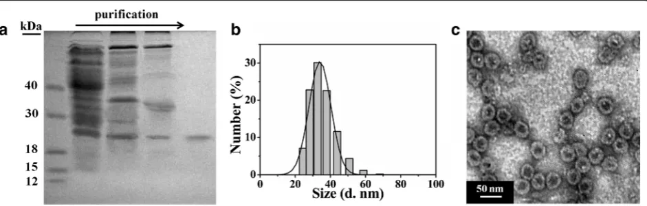 Fig. 1 Physicochemical characterization of purified HBc VLPs.marker, bacterial liquid, protein separation from salting out, ion-exchange chromatography and molecular exclusion chromatography, marker.DLS data of HBc VLPs