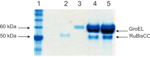 Fig. 1. SDS PAGE of RuBisCO denatured with acid-urea and 20 mM DTT, then complexedwith GroEL