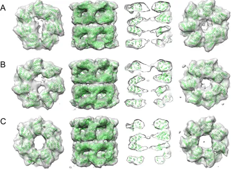 Fig. 3. RuBisCO density from the binary complex in Fig. 2B. (A) Top view of the complex with one possible orientation of the crystal structure of R
