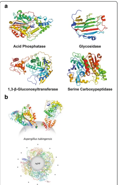 Fig. 5 a Illustration of the 3D structures (in ribbon) of the mostimportant biogenic AgNP proteins identified using MS/MS inbiogenic AgNP characterization