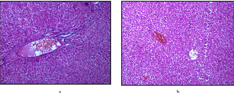 Figure 2. Rat liver at the 90th day of the experiment with the test compounds administered intragastrically  at a dose of 14.6 mg / kg