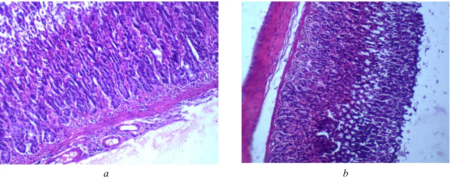 Fig. 3. Stomach of rats on the 90th day of the experiment when the intragastric administration of test  compounds at a dose of 14.6 mg / kg