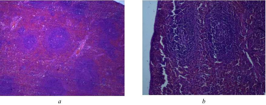 Fig. 4. Intestine colon rats on the 90th day of the experiment with the test compounds administered  intragastrically at a dose of 14.6 mg / kg