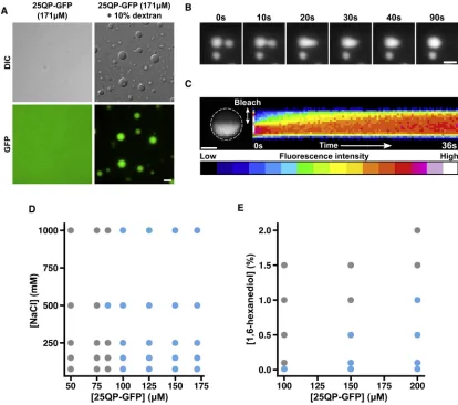 Figure 6. HTTex1(B) Fusion of 25QP-GFP droplets. Scale bar, 2 Forms Liquid-like Assemblies by Liquid-Liquid Phase Separation(A) Liquid-liquid phase separation of 25QP-GFP induced by molecular crowding