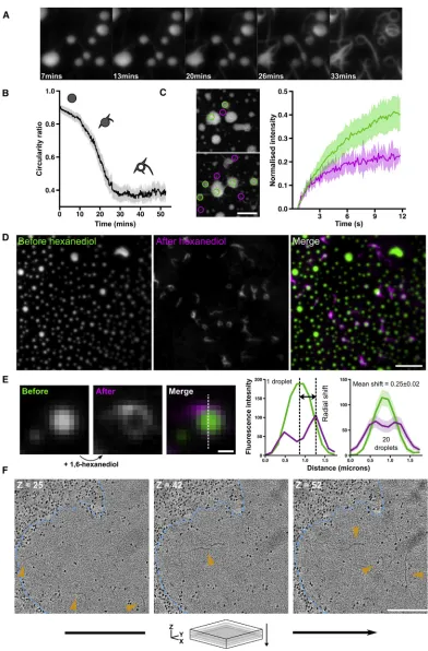 Figure 7. Liquid-like HTTex1 Assemblies Convert into Solid-like Assemblies(A) Liquid-like droplets gradually convert into solid-like structures