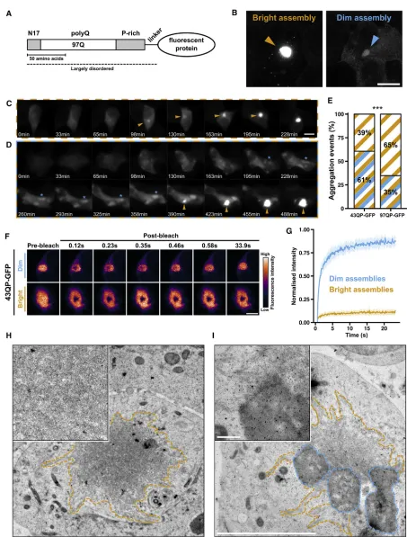 Figure 1. Aggregation of HTTex1(B) Representative confocal maximum intensity projections of bright and dim 43QP-GFP assemblies