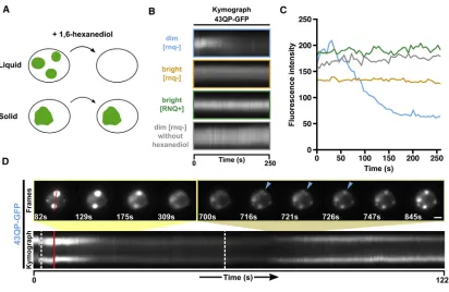 Figure 3. Dim Assemblies Display Liquid-like Properties in Cells(A) Addition of 1,6-hexanediol to digitonin-permeabilised cells can discriminate between liquid-like assemblies, which dissolve, and solid-like assemblies, whichdotted white line)